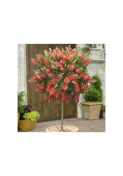 Ebruli Fırça Çalısı Fidanı 30-60 Cm