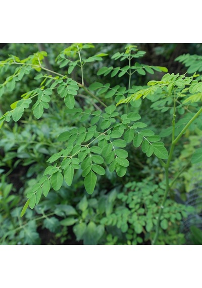 Moringa Agacı Fidanı