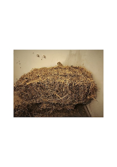 2kg Kuru Yonca Otu, Kemirgen Otu Chinchilla, Tavşan, Ginepig, Ha