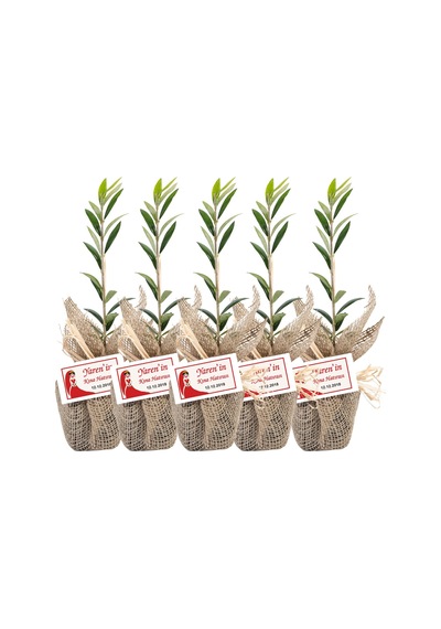 Özel Günlerinizde Ölümsüz Bir . Zeytin Fidanı