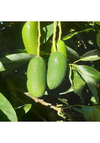 Bebek Avokado 1 KG