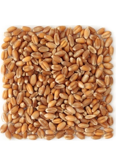 Darende Yemlik Elenmiş Buğday 25 Kg Kuş-Tavuk-Kaz-Ördek