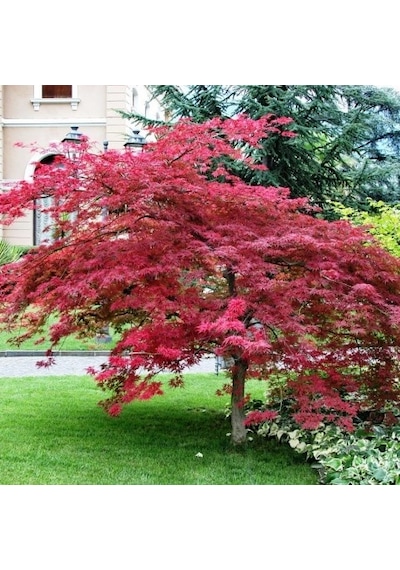 Kırmızı Yapraklı Japon Akçaağaç Acer Palmatum Atropurpureum 10 Ad