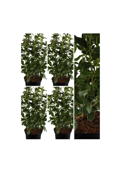 Videolu Kartopu Viburnum Lucidum Fidanı 5 Adet Saksılı/ Tüplü 15-30 Cm Doğal Çit Duvar Bitkisi