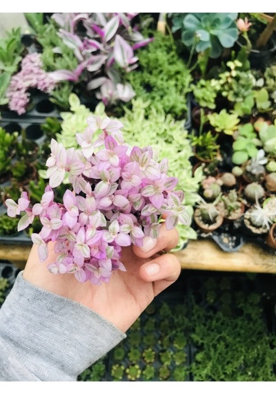 Calisia Repens Pink Lady Minik Pembe Yapraklı Telgraf Çiçeği