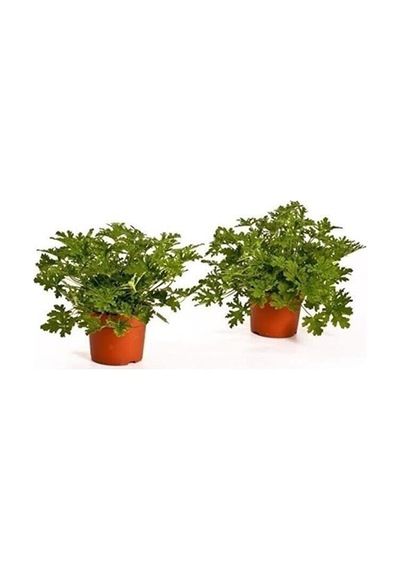 Videolu 2 Adet Mis Kokulu Gül Damlası Itır Çiçeği 15-35 Cm Saksılı Çiçekli Bodur Bitki Lavandula