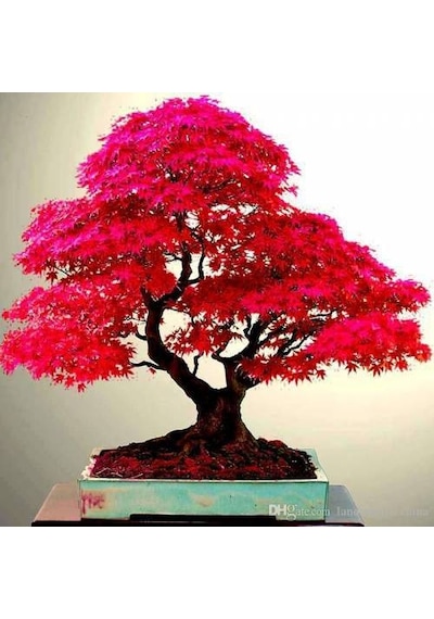 5 Adet Tohum Bodur Bonsai Japon Red Maple Ağacı Bonzai Saksı Topr