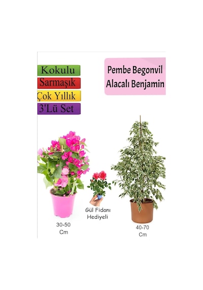 Süper Ürün Beyaz Alacalı Benjamin Bitkisi Pembe Bodur Begonvil Telgraf Çiçeği