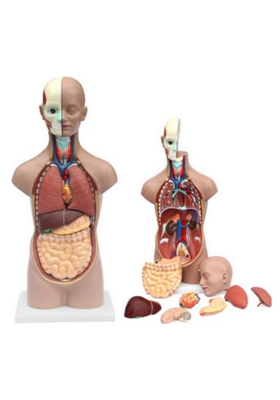 İnsan Vücudu Modeli Torso 50 Cm 11 Parça Cinsiyetsiz Kaideli 1