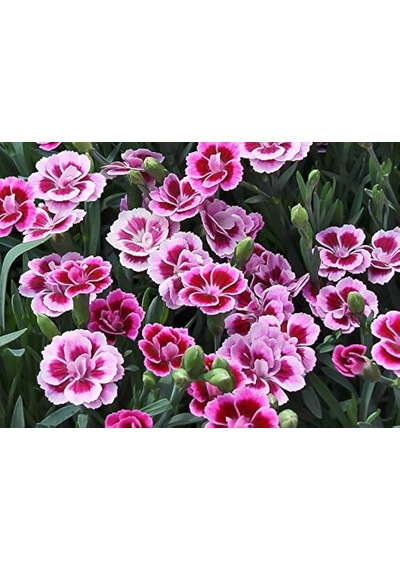 Çin Karanfili Dianthus Sinensis Pembe 5 Adet
