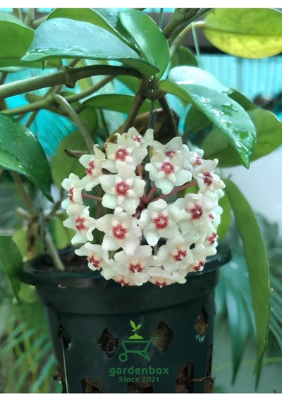 Harika Görünümlü Beyaz Renk Mum Çiçeği 10-20cm Hoya
