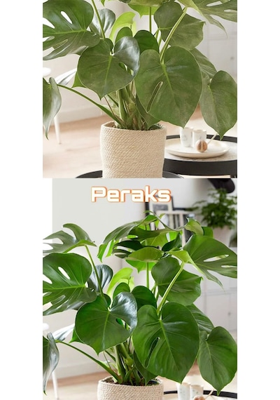 Nordic Yaprak Parlatıcı & Temizleyici - Bitki Koruyucu Sprey Doğal Bitki Bakım 500 Ml 1