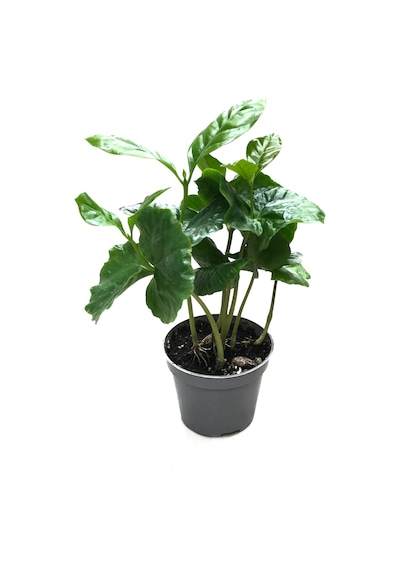 Coffea Arabiaca (Kahve Bitkisi) Ø5,5 CM Y0-10 CM