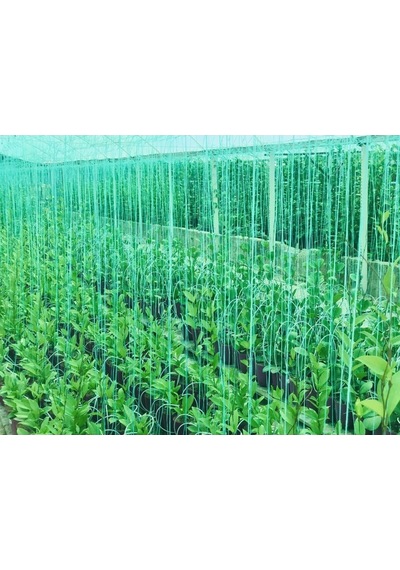 Hoya Pubicayx 1yaş 20-40 Cm Kokulu Mum Çiçeği Bitkisi Koleksiyon