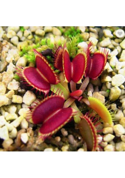 5 Adet Venus Flytrap Fresh Garden Tohumu