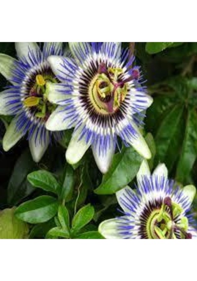 10 Adet Çarkıfelek Çiçeği Tohumu Passiflora Çiçeği Tohumu Çiçek Tohumu Saksı Toprak Süpriz Hediyeli