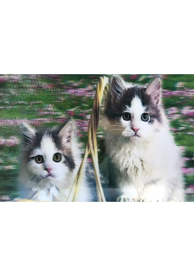 3 Boyutlu Resim Sevimli Kediler İkili Kedi Resmi Tablosu 40x60 Cm
