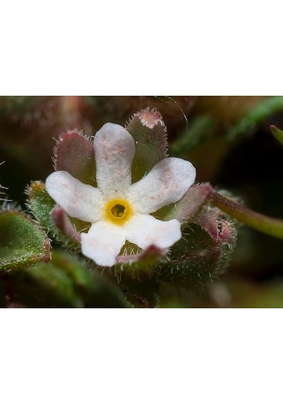 Androsace Maxima