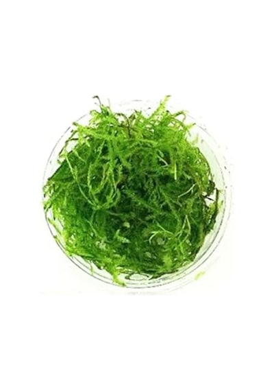 Canlı Java Moss Bitkisi, Akvaryum Dekorasyonu İçin Sevimli Seçim
