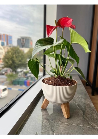 Omnipazar Elf-494 Dekoratif Ayaklı Nostalji Saksı 2.8 Lt Bej