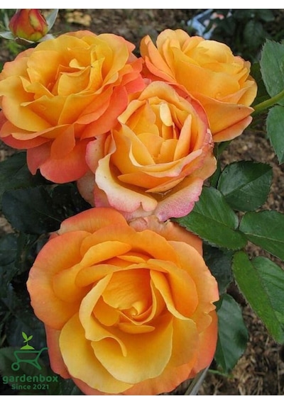 Canlı Turuncu Renk Bahçe Gülü Yediveren 30-40cm Rose