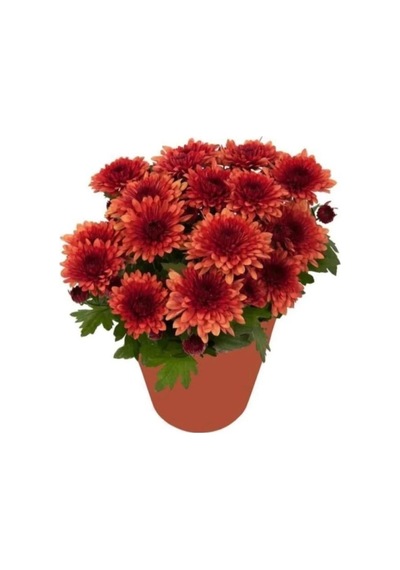 Kasımpatı Krizantem Chrysanthemum 10-20 Cm