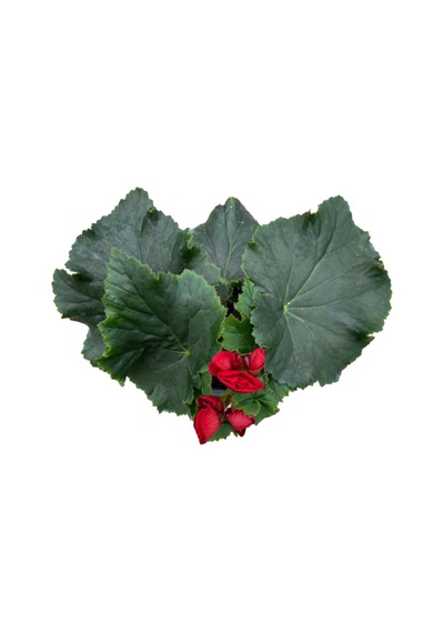 Begonia Elatior 'red' Katmerli Begonya