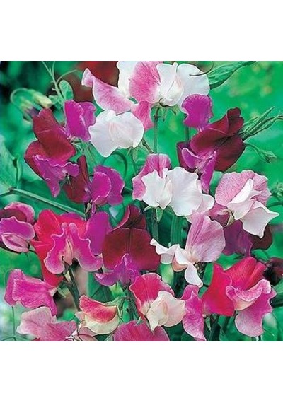10+ Kokulu Karışık Renk Çiçekli Sweet Pea Tohumu