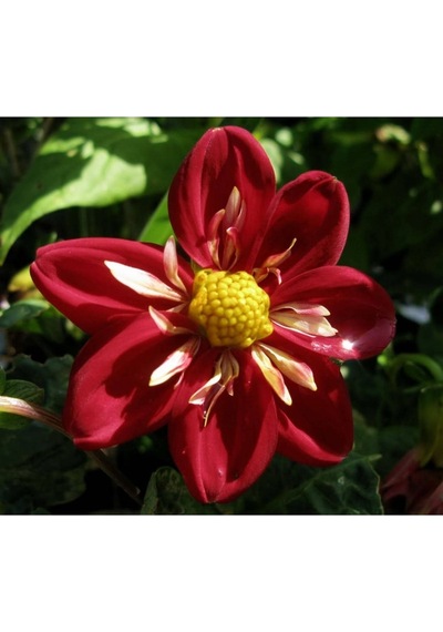 20 Adet Early Bırd Dahlıa Mixed Colors Flower Tohumu