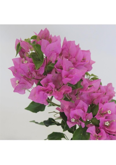 Avantajlı Begonvil Fidanı Pembe 25 Cm Çiçekli Bougainvillea