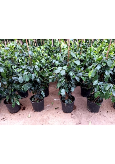 Ficus Benjamin 2 Adet -  Salon - Ofis Bitkisi 3816
