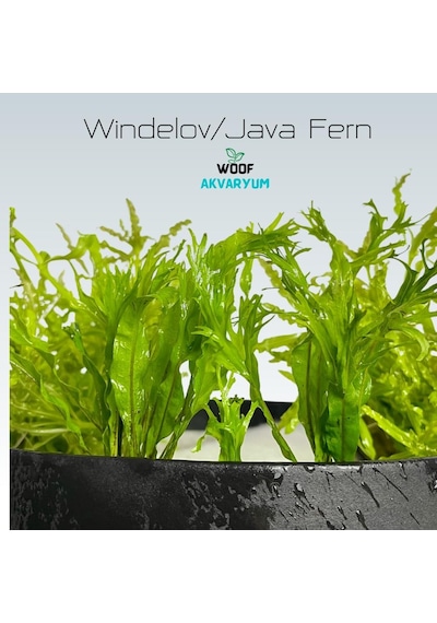 Özel Tür İthal Windelov Java Fern 1 Kök Kolay Ve İhtişamlı Akvaryum Bitkisi Canlı Akvaryum Bitk