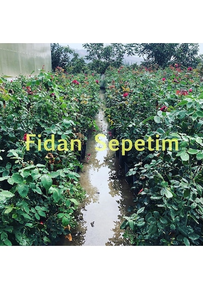 Pascali Gül Fidanı - Beyaz