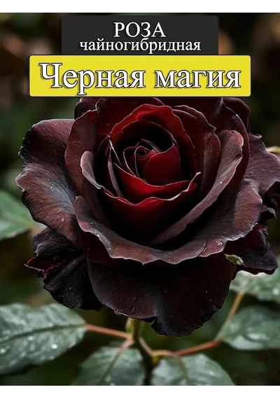 "chernaya Magia" Gül Fidanı
