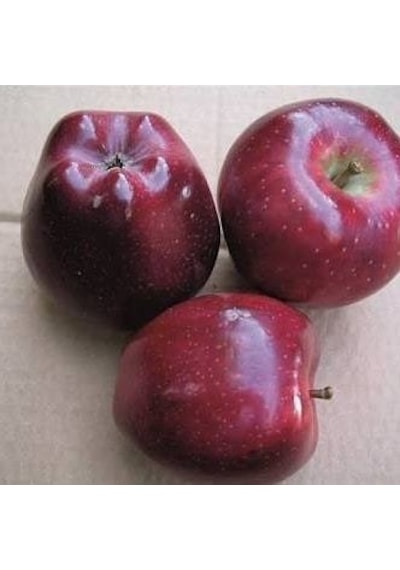 5 Yaş, Aşılı Elma Fidanı SCARLET SPUR, Torbada, +120 Cm