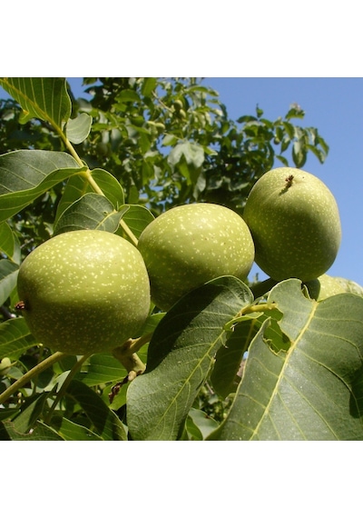 Tüplü Bilecik Salkım Ceviz Fidanı