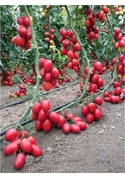 Tohumculuk Zeytin Cherry Domates Tohumu Ortalama 100+ Tohum