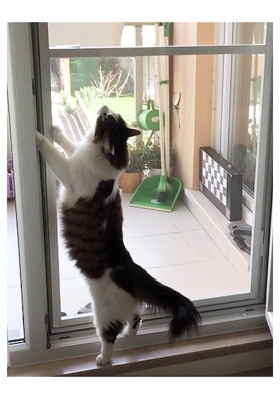 Menteşeli Yırtılmaz Kapı Kedi Sinekliği Pet Tül Antrasit 90x210 Cm. Özel Ölçü Verebilirsiniz. En 90'a Kadar / Boy 210'a Kadar Menteşeli Yırtılmaz Kapı Kedi Sinekliği Pet Tül Antrasit 90x210 Cm. Özel Ölçü Verebilirsiniz. En 90'a Kadar / Boy 210'a Kadar