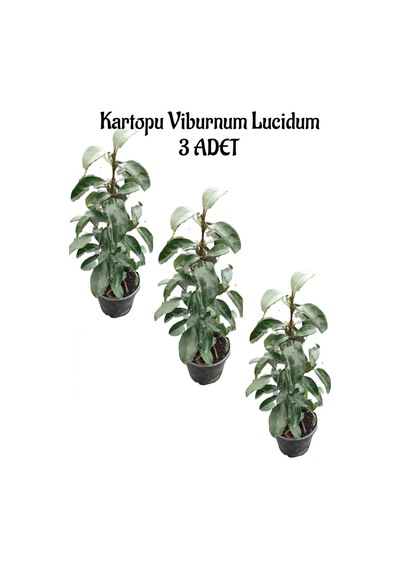 Kartopu Viburnum Lucidum 3 Adet 60-80 Cm Saksılı Dış Mekan Bahçe Peyzaj Çit Bitkisi