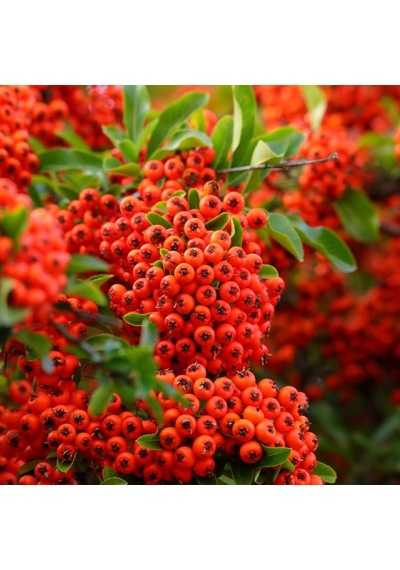 Ateş Dikeni - Pyracantha 5 Adet