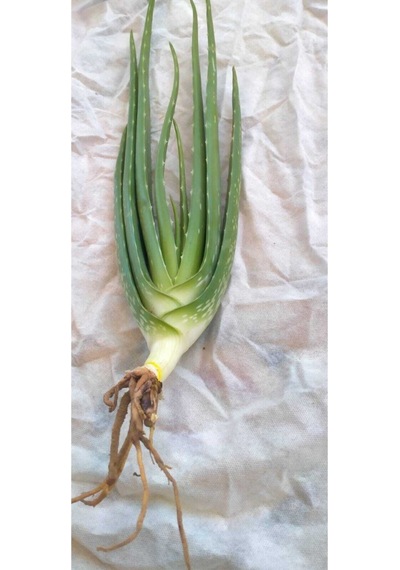 Aloevera Fidanı 3 Adet Saksılı Boy 25-30 Cm