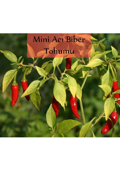 6 Paket Tohum No1 Cherry Çeri Domates Tohumu Salatalık Tohumu Biber Tohumları Sebze Tohumları