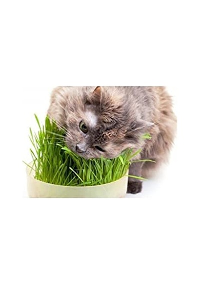 Garden Mix Kutu Kedi Çimi, Kahverengi, 1