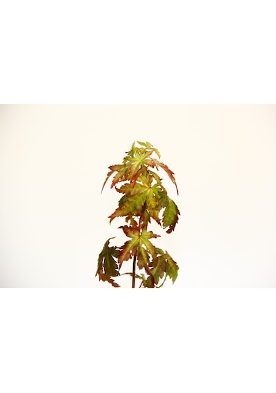 Bonsai Japon Akçaağacı N11.138