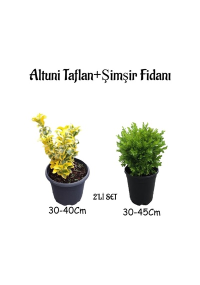 Altuni Taflan 30-40cm +çalı Şimşiri 30-45cm 2'li Set Saksılı Bahçe Bitkisi