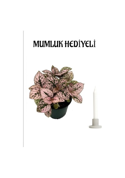 Kadınlar Günü Hediyesi Pembe Hostes Hypoestes Çiçeği Mumluk Hediyeli
