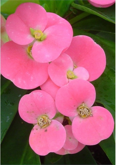 Eubhorbia Şeker Pembe Taç Çiçeği En Dayanıklı Çiçek 15cm Mini Boy /şuan Çiçeksizdir