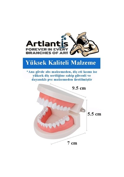 Artlantis Diş Modeli Anatomisi 1 Paket İnsan Diş Çene Modeli Eğitci Fen Biyoloji Deney Maketi Diş Maketi Çok Renkli