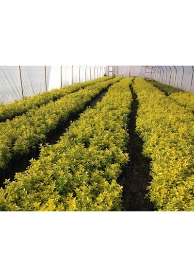 Gold Taflan Euonymus Japonica Aurea Canlı Çit Bitkisi 10 Adet
