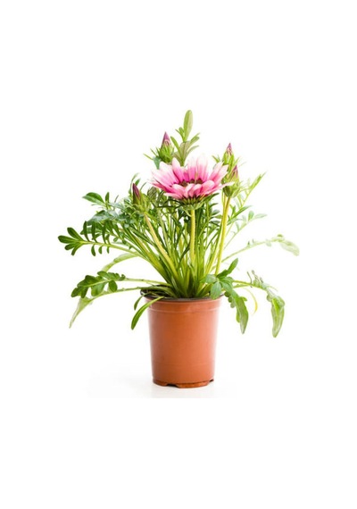 Pembe-beyaz Renk Gazanya Çiçeği 1 Adet Saksılı/tüplü 15-25cm Çiçekli Balon Bitkisi